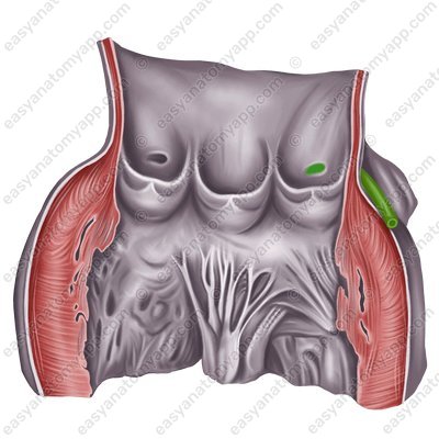 Левая венечная артерия (a. coronaria sinistra) – устье